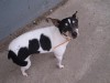 Pets of the week