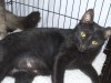 Pets of the week