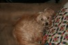 Hobart ordinance a hot topic during dog days of summer