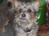 Gizmo