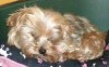 Pets of the week
