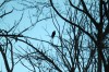 After a century, bald eagles return to region to nest