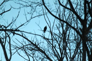 After a century, bald eagles return to region to nest