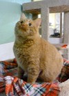 Pets of the week