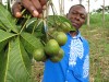 Herbal Healer: What is njangsa?