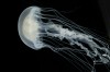 Atlantic sea nettle