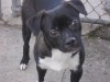 Pets of the week