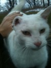 Golf course cat's disappearance baffles staff members