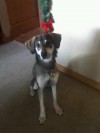 Pets of the week
