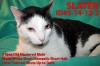 Pets of the week