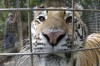 'Roy Boy's' tigers thriving in new home