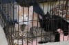 Lake County Animal Control Shelter | Kittens