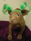 Pets of the week 