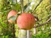 Some Red Delicious are more delicious than others