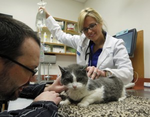 Kidney disease is a leading killer in cats