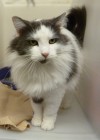 Pets of the week
