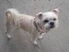 Pets of the week