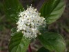 Hedge fun: Purdue CD lists more than 100 of Indiana's native shrubs