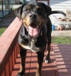 Pets of the week