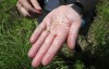 Scientists, students converge on Newton County for bioblitz