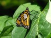Area public gardens are beautiful destinations for an early fall getaway