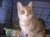Pets of the week