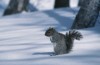 When squirrels make a home in your attic
