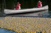 Hobart's Dam Duck Race went swimmingly, official says