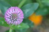 Gardening Smarter Weeding