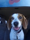 Pets of the week