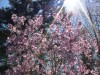 Blossoms and Sunlight at Brincka-Cross Gardens