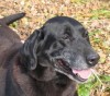 Pets of the week