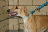 Pets of the week