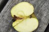 Apples are tempting, but not just to us