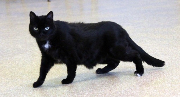 Pet of the week