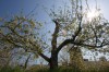 Apple trees blossom early, spurring some concerns among region orchards