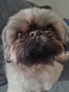 Smooshie