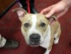 Law students raise money for local animal rescue