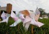 Fegely students voice hope for peace through pinwheel project