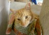 Pets of the week