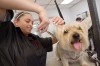 The Dog Grooming Academy of Northwest Indiana