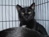 Pets of the week
