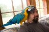 Parrot alerts woman to potential intruders
