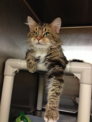Pet of the week: Fox