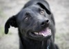 Shelters find ways to combat Black Dog Syndrome