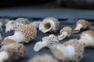 Backyard Bounty: Foragers take advantage of edible plants around their yards