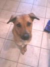 Pets of the week