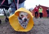 Runners strut their stuff for animal shelters, rescues