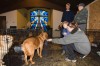 Porter County Rescued Dogs
