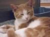 Pets of the week